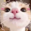 bakucch