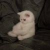 roumaissa_61