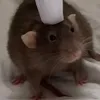 chico.1.2.3