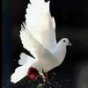 ousmansalim1