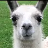 ooooohellotherellama