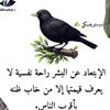 mohammed.shro8