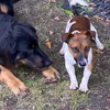 balu.jack