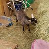 muldrowhomefarm