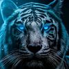 pujoe_17