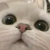 tt_2807210