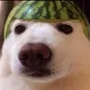 markthejakjak2