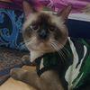 pecintakucing302