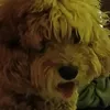 blossom_777