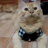 rima049976