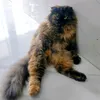 tien_nguyen525