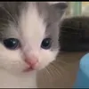 dashka_ry2
