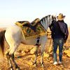 mohsen06366