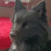 nala.894