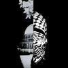 hefied_mhamed2