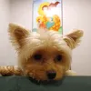 cutie.mochi4