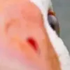 thelossez6j