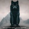 kurt.iyi.kalpleri.bilir