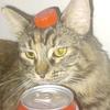 coca_cola_cat_sillyfello