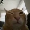 renanffleck