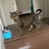 mrwickcat__