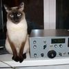 radi0cat5
