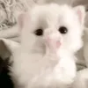itz._.khanhchii