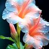 faysalahmed8638