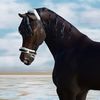 vivis_horsess