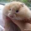 hamster_yan4
