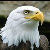 abdalhakim001