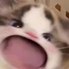 dangkhoi_1126