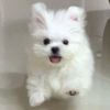 묘야