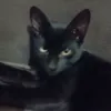 mariaterezadeoliv77