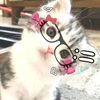 _sya.rawr_
