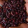 OilseedsPulseExport