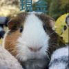 jimmypig_the.guinea.pig