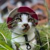 odencatnyc
