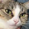 catsrpeeple2