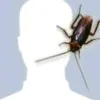 blizzkulgar