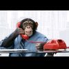 monkey_business_13