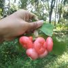 afthani029