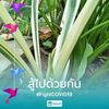 dongtawon.choksir