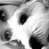 dascha_hdt