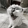 yes_swag