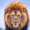 lionkingjunior357