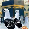 mdalomgir6525