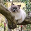 sofyragdoll