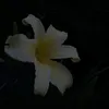 sra_935