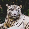 wildandfree.ai